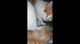 First Time lovely cat was born has 3 baby cat. She look so tired
