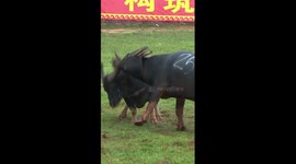 Bullfight held during Torch Festival in China's Yunnan