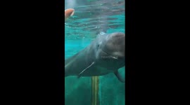 Rescued pilot whale recovers fully after stranding in southern China bay