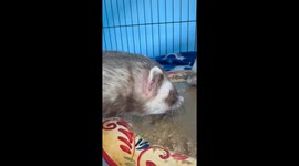 Zuko and his sibling Eating voopies allows for a ferret ASMR snacking experience