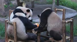 China: Giant Pandas Eat While Cooling Off at Chongqing