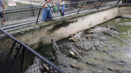 Thailand: Thailand: The show of catching crocodiles with bare hands