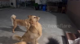 Proud Golden Retriever stands to attention in China