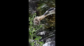 Heron effortlessly swallows unlucky chipmunk whole at family park