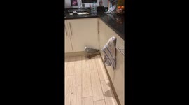 Seagull invades home in Worthing, West Sussex, UK