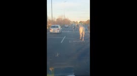 Horses run on Pan-American Highway in Argentina