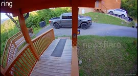 Bear opens truck door and steals snacks in Gatlinburg, Tennessee, USA