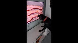 Dog licks TV screen showing bacon strips