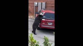 Bear attempts to open car trunk in Gatlinburg, USA