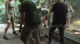 Austria: Ancient Giant Tortoises Get Tailor Made Enclosure At World's Oldest Zoo