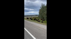 Bison and calf meet on Alaska Highway, British Columbia