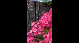 Rare sighting: Hummingbird moth captivates viewers