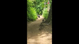 Family’s Smoky Mountains hike leads to close encounter with mama bear and cubs