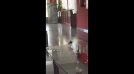 Hotel guest laughs out loud as the pigeon repeats his words