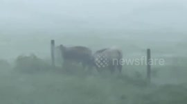 Stunning footage of chase through the eyewall of Hurricane Debby in Florida
