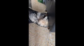 Dog's struggle with a mouse ends with an embarrassing moment under the sofa
