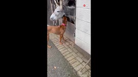 Gentle donkey receives a warm hug from a loyal dog on a farm