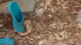 Adorable armadillo fights like a ninja with blue crocs shoe