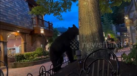 Bear sighting in Tennessee, USA