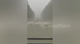 Countless fish seen leaping from river during heavy rainfall