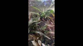Girl stumbles upon a pretty frog singing to attract female frogs
