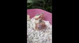 This turtle born with THREE eyes is devastatingly cute