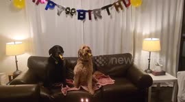 A Doggone Happy Birthday Celebration