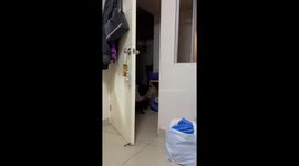 Dog Knocks On Door