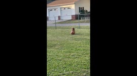 Dachshund Plays With Basketball