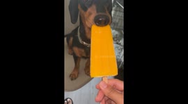 Dog Comically Rests Nose While Licking Ice Cream