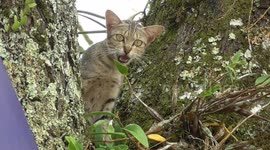 Indonesian firefighters rescue cat stuck in tree for three days