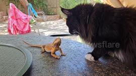 Bearded Dragon Hops on Cat's Back