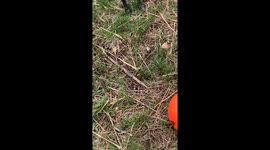 Australian Cattle Dog Herds Ball