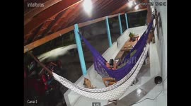 Rottweiler Attacks Hammock