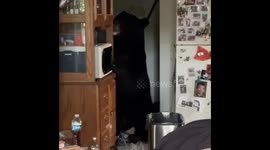 Bear In Kitchen Eats All The Snacks