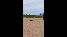 A stork chilling on a public beach in Estonia