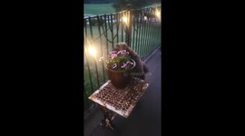 Hummingbird Hawk Moth Visits Havanese