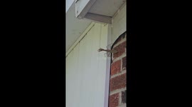 Praying Mantis Battles Wasps