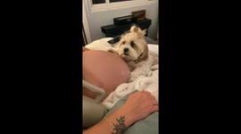Dog Reacts to Pregnant Belly