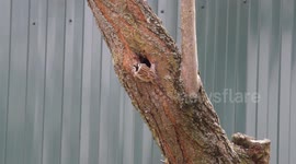 A sparrow near the hollow flies to the nest