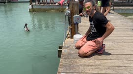 Dad attacked by pelican after trying to feed tarpon with fish in his mouth
