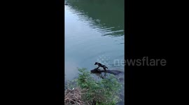 Intelligent dog rides buffalo across river in southwest China