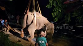 Stranded elephant carried to safety by digger in India