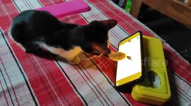 Cat Vs Mouse, the ultimate screen chase ends in disappointment