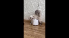 Cat drinks water uniquely in Odesa, Ukraine