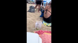 Swarm of dragonflies surprises beachgoers in Misquamicut, Rhode Island