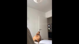 Cat jumps into ceiling lamp shade