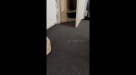 Dog in mouse costume in Glasgow, UK