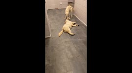 Dog tug-of-war in Belleview: Blue and Berry’s playful struggle