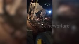 Distressed elephant rescued and relocated after becoming stuck in ditch